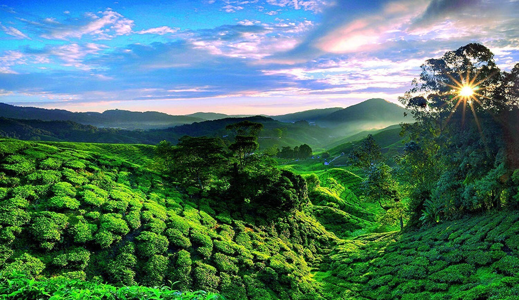 Ronnefeldt Teavelope BIO Fencheltee 25 Teebeutel – Deutscher Bio Kräutertee